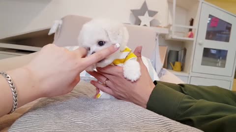 Bichon Frise is so cute, lovely puppy videos- teacup-Puppies.