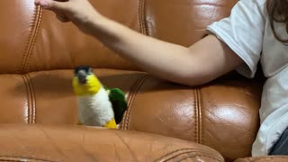 Playing Puppets with a Pet Parrot