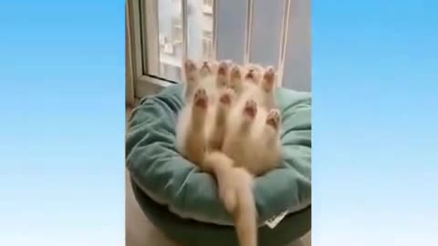 Try not to Laugh I Cat Funny Best Memes Animals Funny Cats