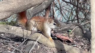 Red-Tailed Squirrel James Gardens Toronto