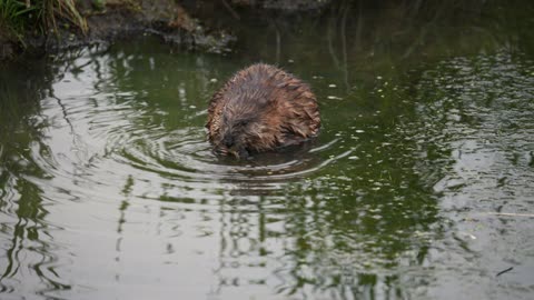 Beavers are one of the unique types of animals and the shape is cute