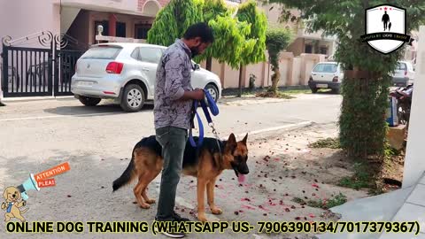 German shepherd training all step wise