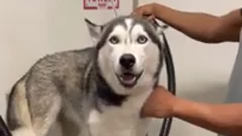 what_DRYING_a_husky_SOUNDS_LIKE