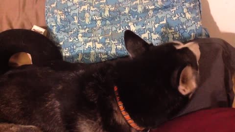 Mad Husky Won't Look At Owner, But She Will Sing Along Her Favorite Song