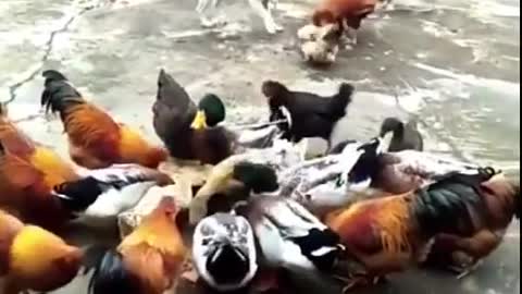 Chicken and dog big fight