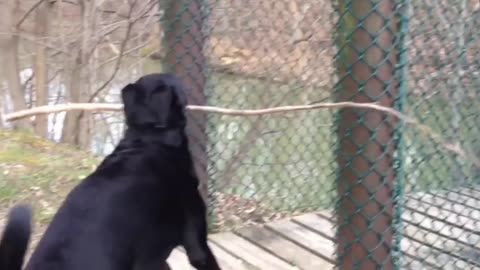 Dog Stucked Under Bridge Door 😂🐕