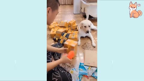 Laughing out loud 🤣 Funny dog videos 🤣