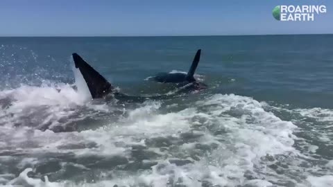 Massive Great White Shark Stuck Near Beach