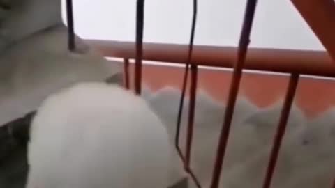 Dog Climing staircase on two feet