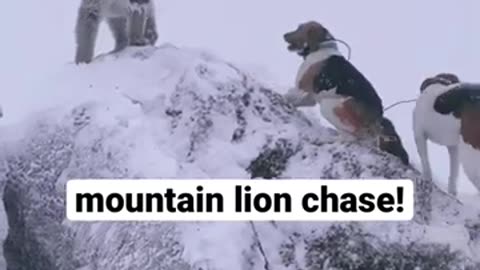 The dogs chased and released this mountain lion hunting