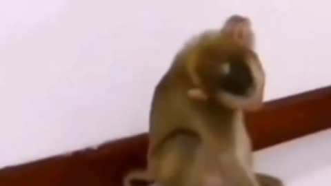 Animals video cat shorts video funny video part 3 comedy video funny