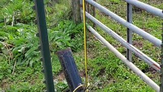 Animal Trap for Escape Artist Cow #farmlife