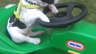 Black and white dog on green tractor