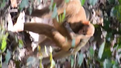 Funny animal video #funny video
