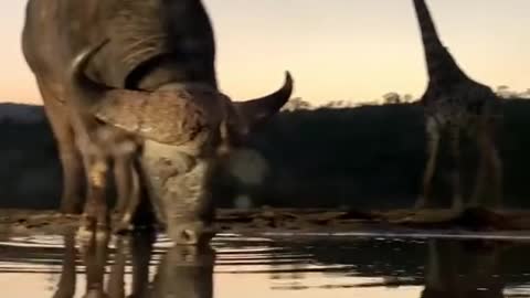 A massive giraffe bull gets disturbed by approaching buffalo bulls.