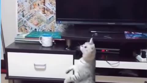 Cat vs Helicopter