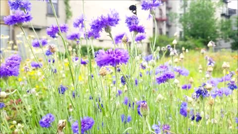 Bumble Bee on Wild Flowers in NYC