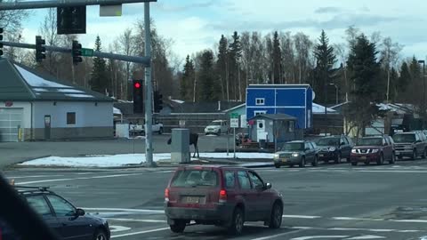 Moose Casually Crosses Busy Street