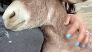 Adorable Donkey Loves Cuddles