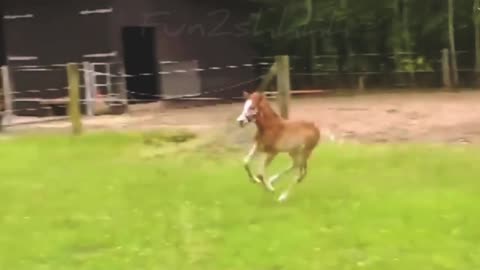 Rolling on the Floor: Dogs' Funniest Antics Caught on Camera 🐾😆