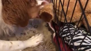 Dog pulling toy bear through cage