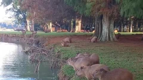 Capybara comrades jump into the water