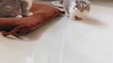 The cutest Cat fight ( Cats & Kittens )