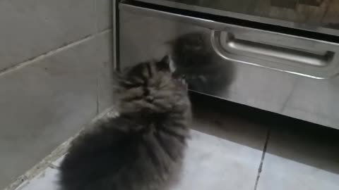 Fluffy Cat Playing With His Own Reflection 😍