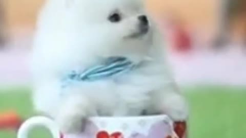 Teacup cute Dog Baby Pomeranian