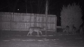 Backyard Trail Cam - Deer Eating Bush