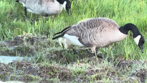 Family of Canada Geese