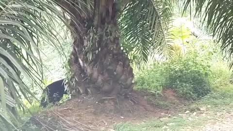 sightings of puma in palm plantations