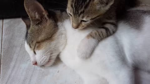 Mom and Daughter Cats