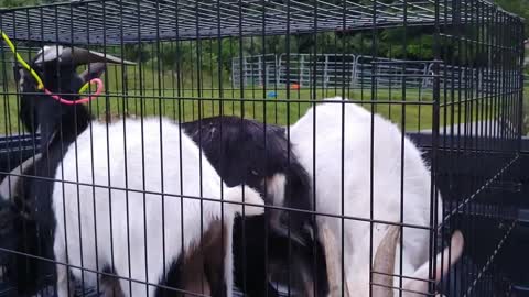Sad Goodbye to our Goats