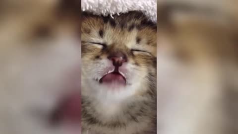 Funny Cats Compilation