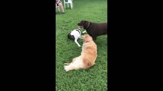 Cassie & Friends at the Dog Park