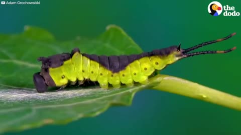 Watch This Caterpillar Turn Into A Puss Moth 🐛