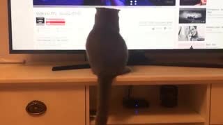 Funny cat chases mouse pointer