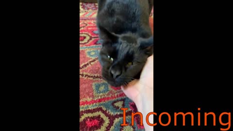 Don't Bite the Hand that feeds or cuddles you | Funny animal Videos including my baby Midnight