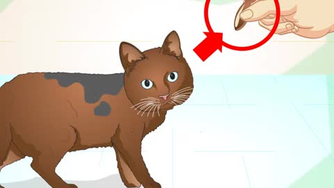 Teach Your Cat to Do Tricks