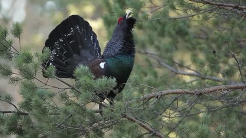 BEAUTIFUL BIRD THAT HAS A VERY UNIQUE SOUND