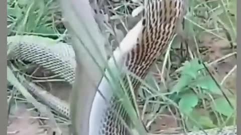 big snake fights