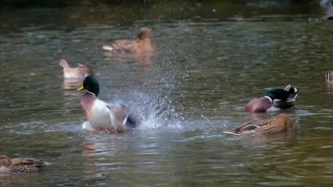 Ducks water fun in the lake