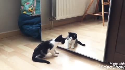 Funny Cat And mirror Video😆😆😆50 milion views