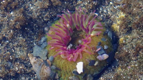 Pink-Tipped Green Anemone