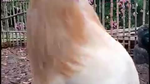 Muy a tentos al gran gallo blanco