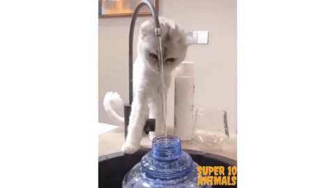 How amazing is this cat? rate in the comments