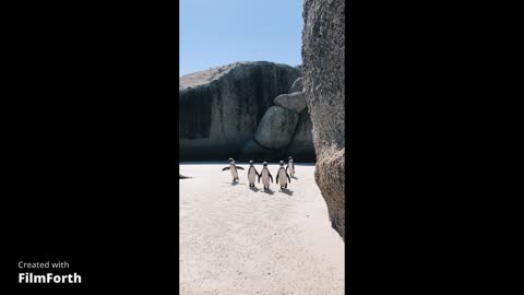 Penguins walking cuty