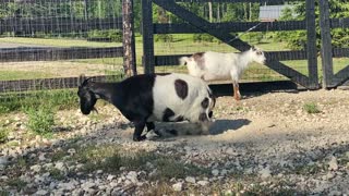 Goats and Dottie Relaxing with the Family 06.2020