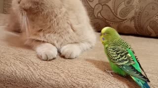 Милый кот и забавный волнистый попугайчик